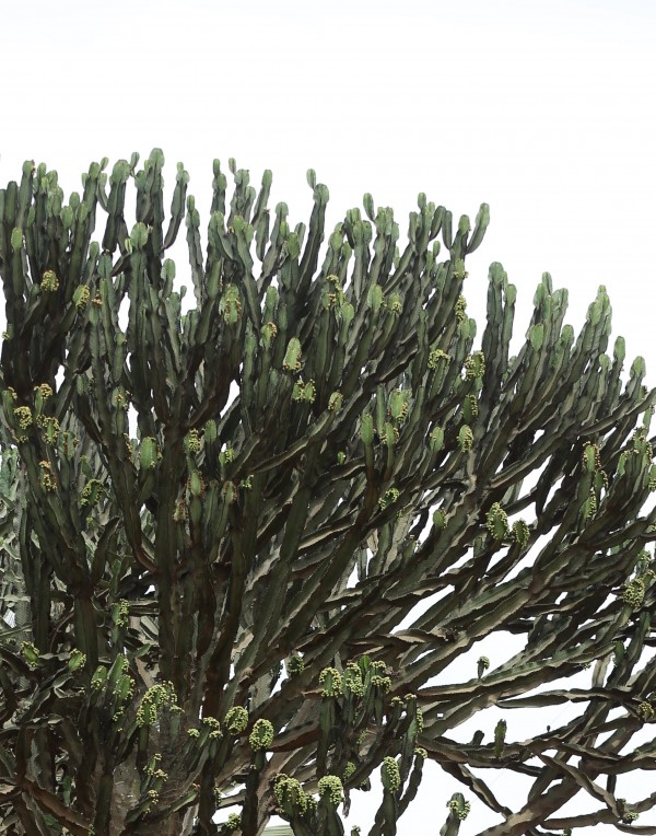 Euphorbia candelabrum photo 3