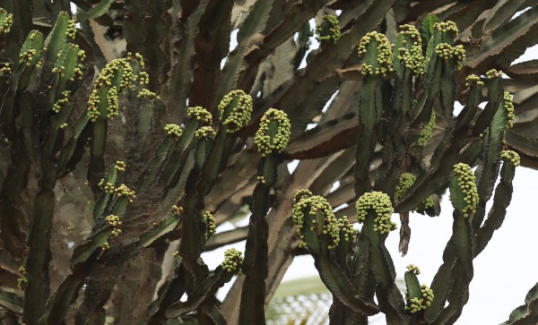 Euphorbia candelabrum photo 5