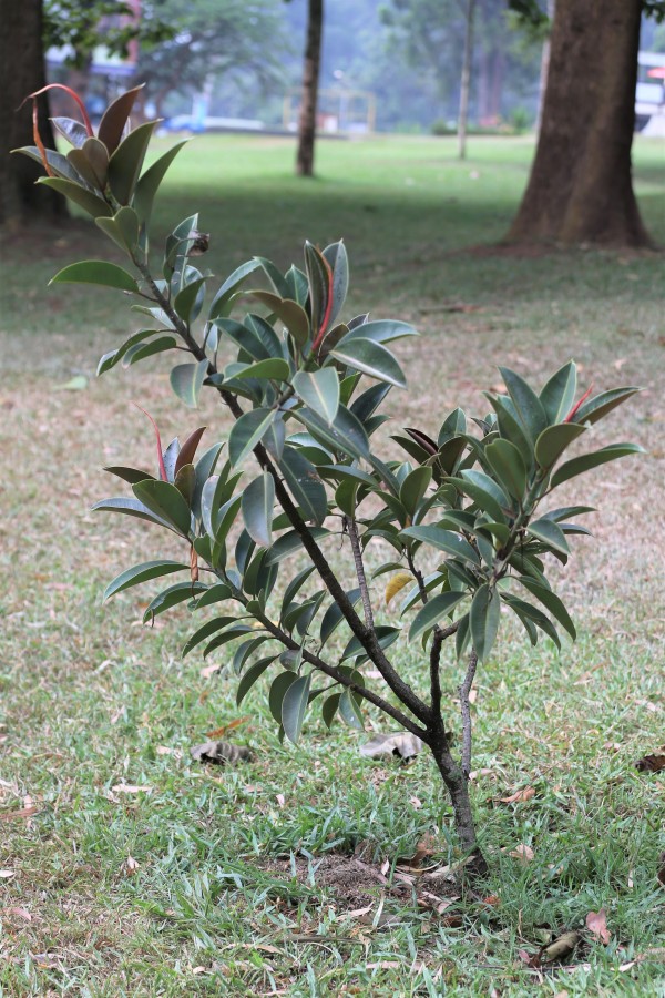 Ficus elastica - Leaves