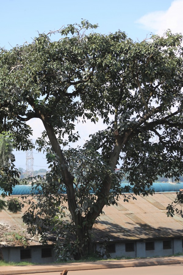 Ficus ovata (F. brachypoda) - Whole tree
