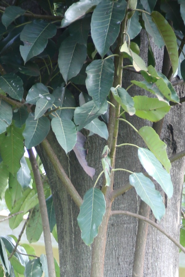 Ficus ovata (F. brachypoda) - Leaves