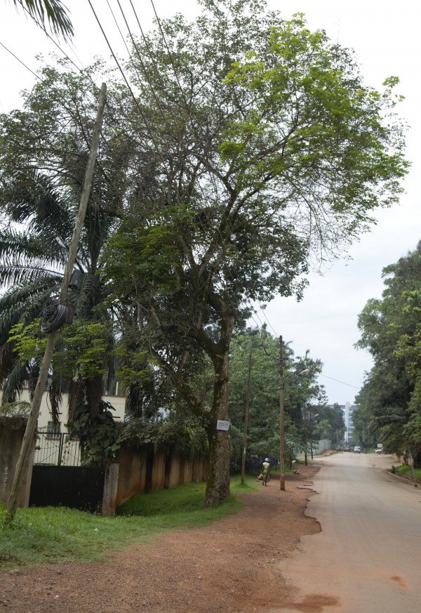 Hevea brasiliensis photo 2
