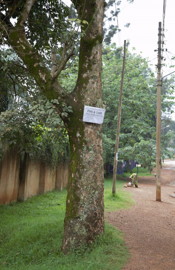 Hevea brasiliensis photo 3