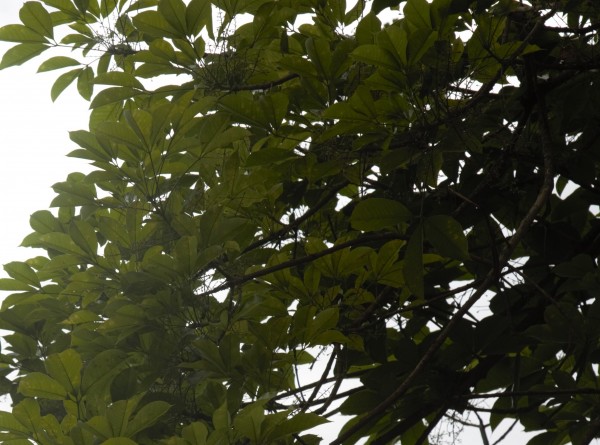 Hevea brasiliensis photo 5
