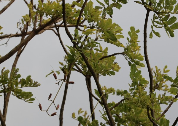 Kigelia africana (K. aethiopum, K. pinnata) - leaves