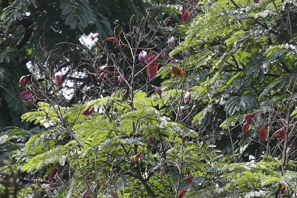 Peltophorum pterocarpum photo 2