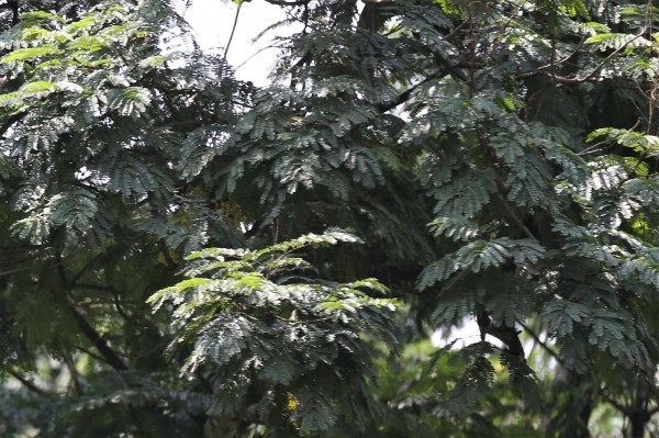 Peltophorum pterocarpum photo 3