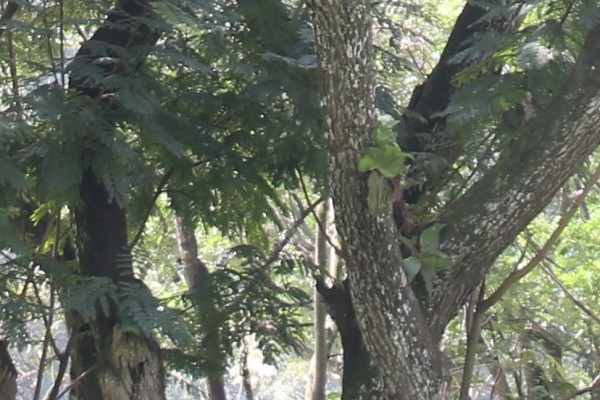 Peltophorum pterocarpum photo 4