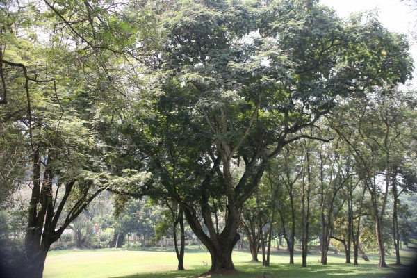 Peltophorum pterocarpum photo 5
