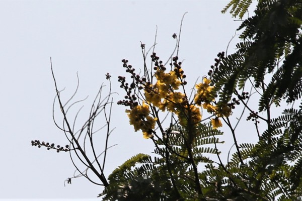 Peltophorum pterocarpum photo 6