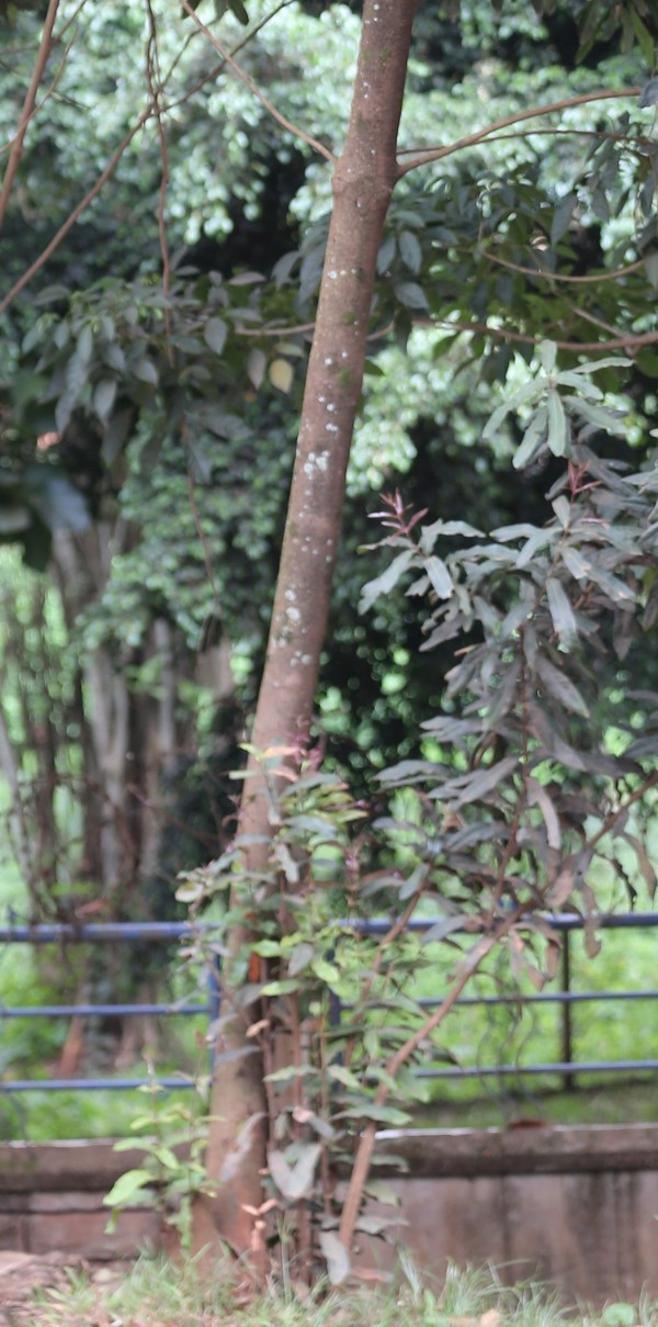 Macadamia tetraphylla - stem