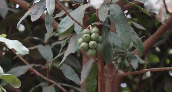 Macadamia tetraphylla - fruit