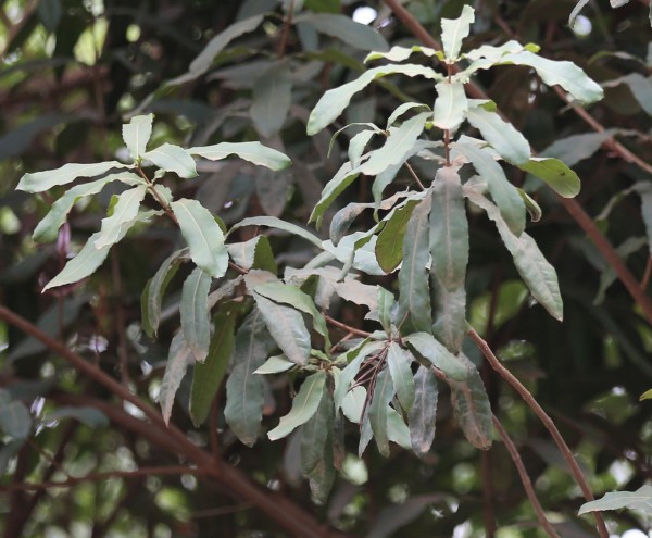 Macadamia tetraphylla - leaves
