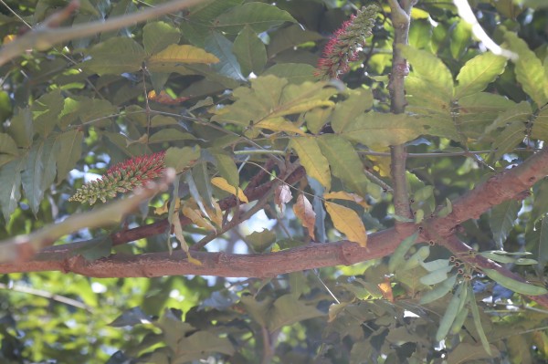 Acrocarpus fraxinifolius - Flowers
