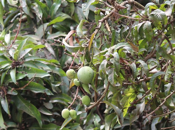 Mangifera indica - fruit