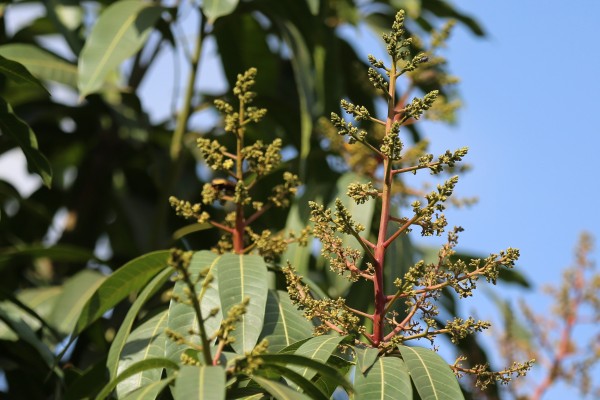 Mangifera indica - Flowers