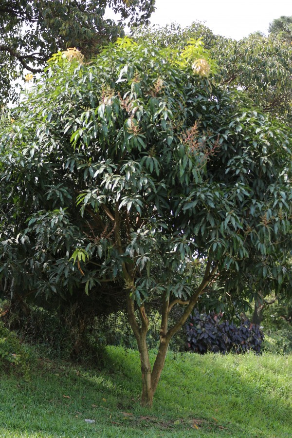 Mangifera indica - Whole tree