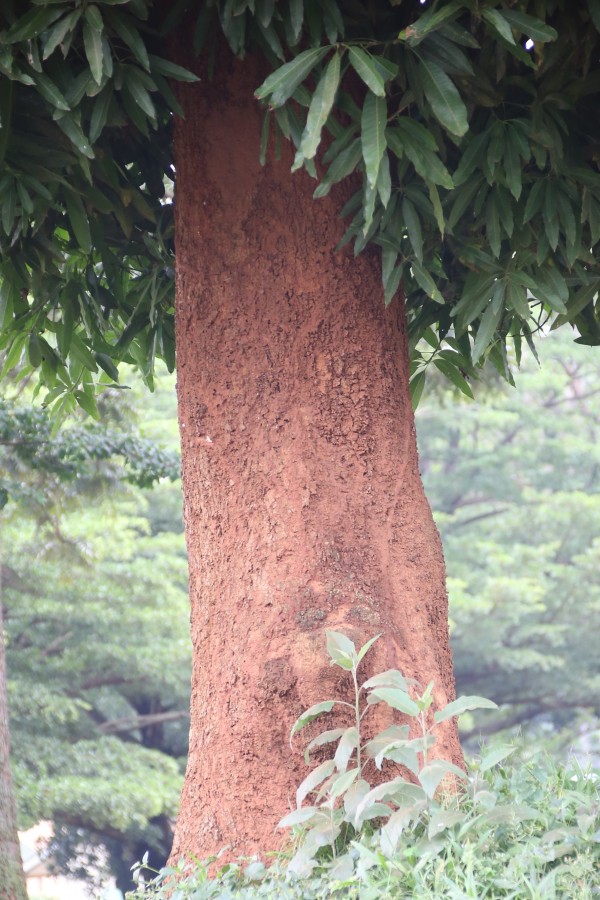 Mangifera indica - Bark