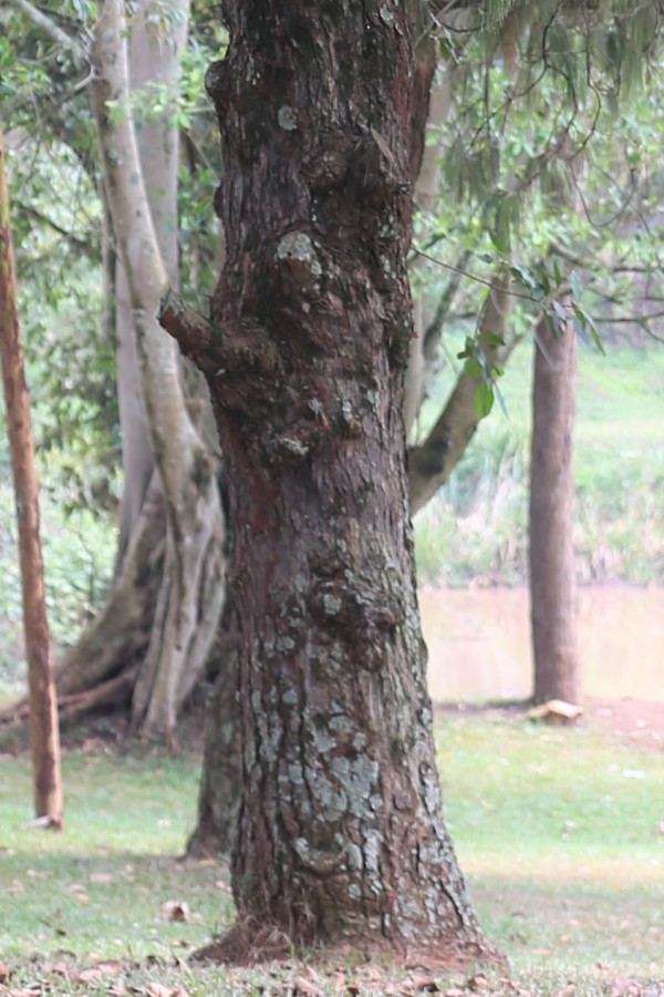 Pinus patula photo 2