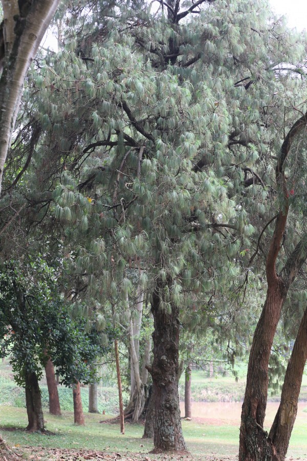 Pinus patula photo 3
