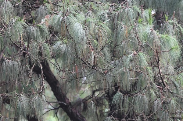 Pinus patula photo 4