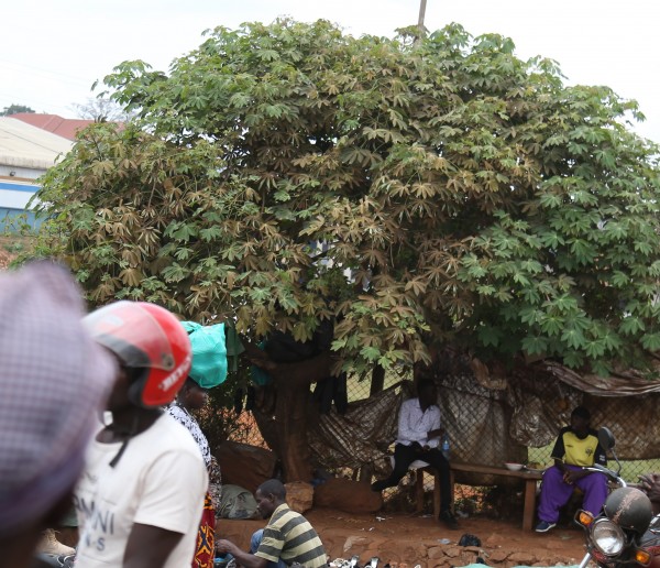 Manihot carthaginensis - whole tree