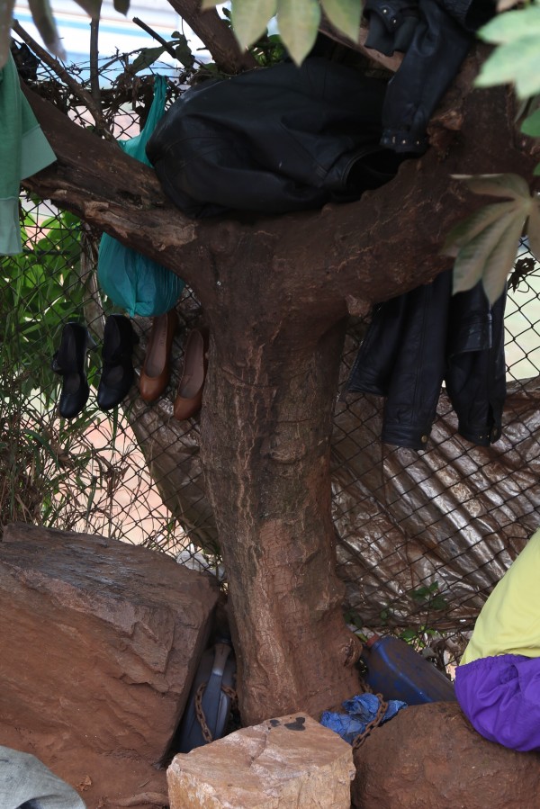 Manihot carthaginensis - Bark