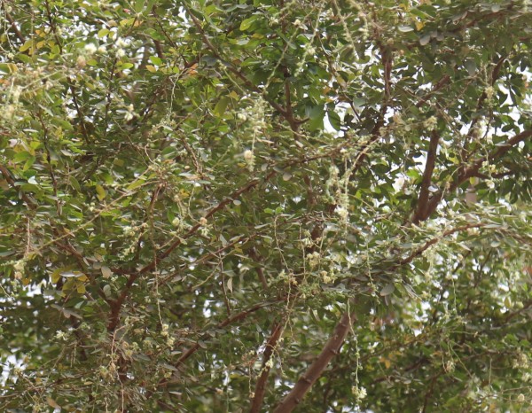 Pithecellobium dulce - Whole tree