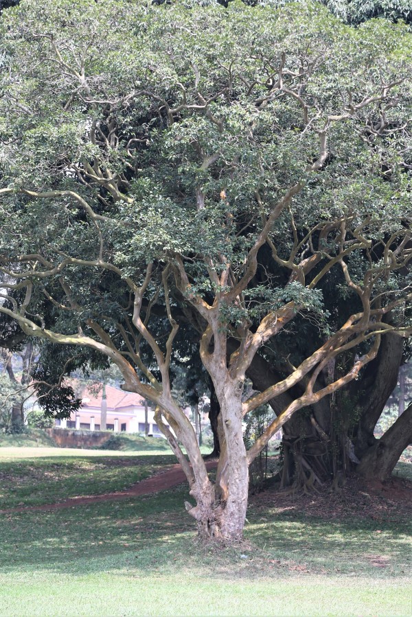 Psidium cattleianum photo 2