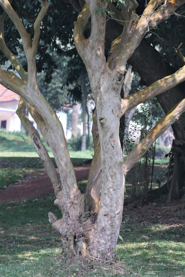 Psidium cattleianum photo 3