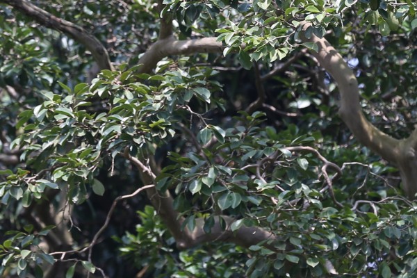 Psidium cattleianum photo 4