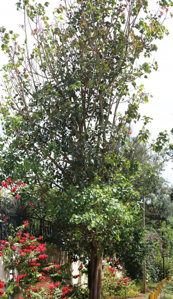 Acer davidii - stem