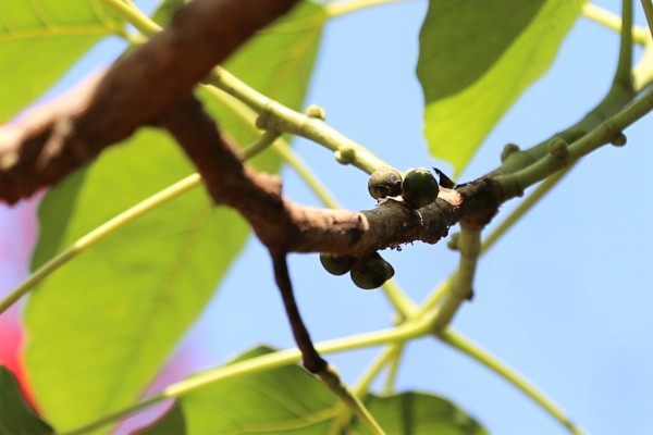 Acer davidii - fruit