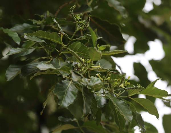 Rauvolfia vomitoria photo 3