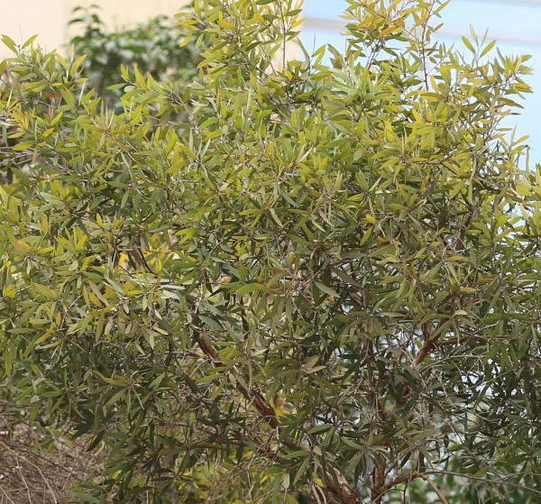 Melaleuca quinquenervia - leaves