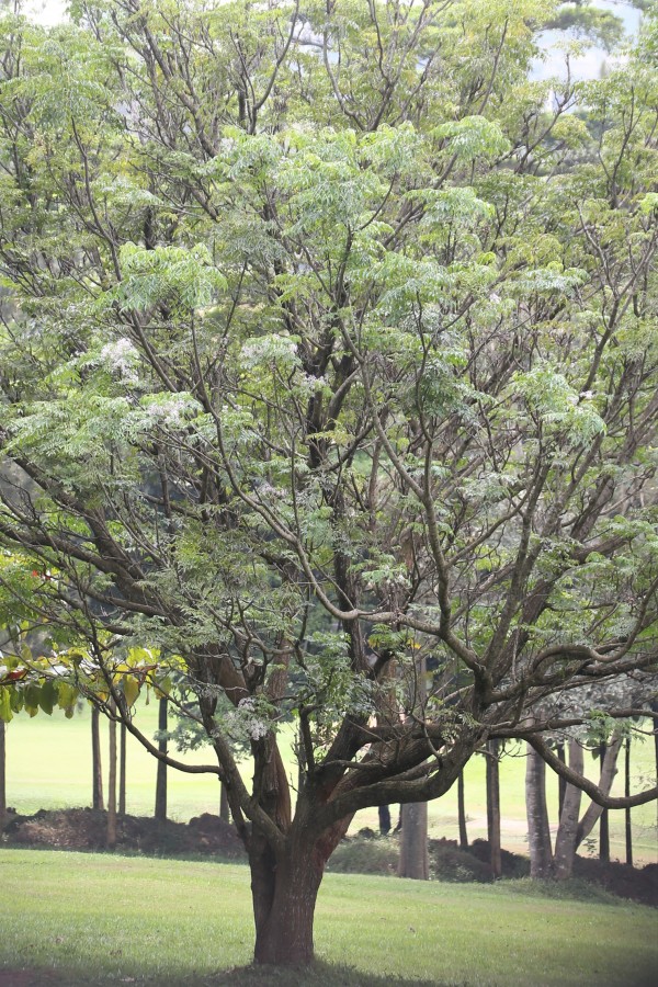 Melia azedarach - whole tree