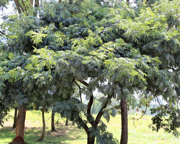Albizia coriaria - whole tree