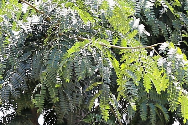 Albizia coriaria - leaves