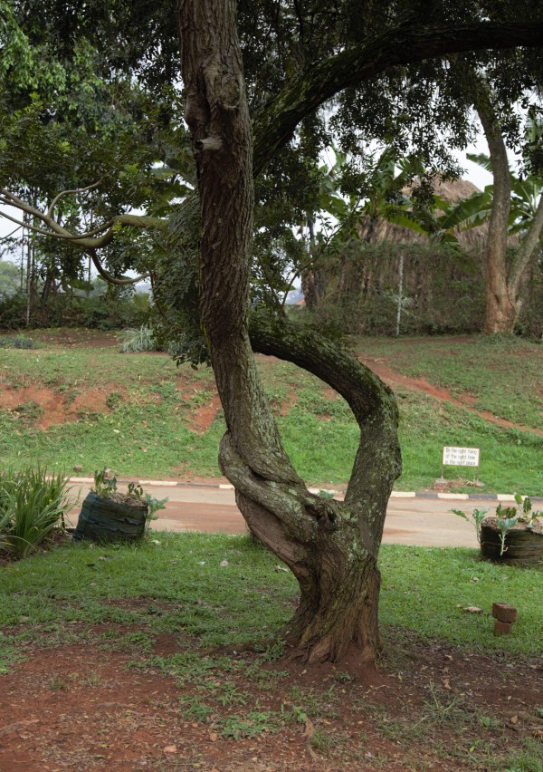 Schinus terebinthifolius photo 3