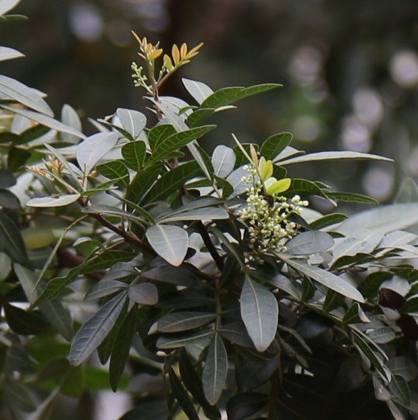 Schinus terebinthifolius photo 4