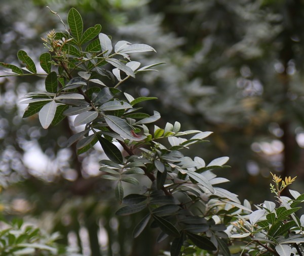 Schinus terebinthifolius photo 5