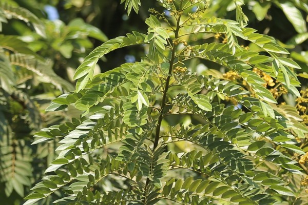 Senna spectabilis (Cassia spectabilis) photo 2