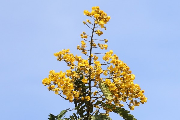 Senna spectabilis (Cassia spectabilis) photo 3