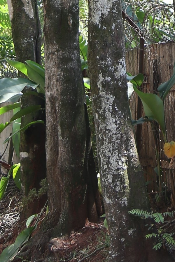 Senna spectabilis (Cassia spectabilis) photo 6