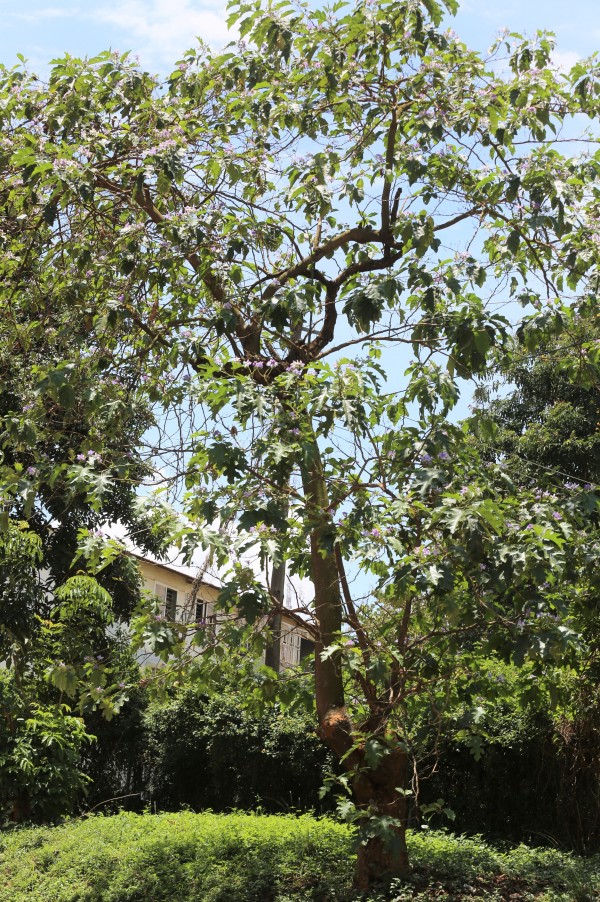 Solanum wrightii photo 3
