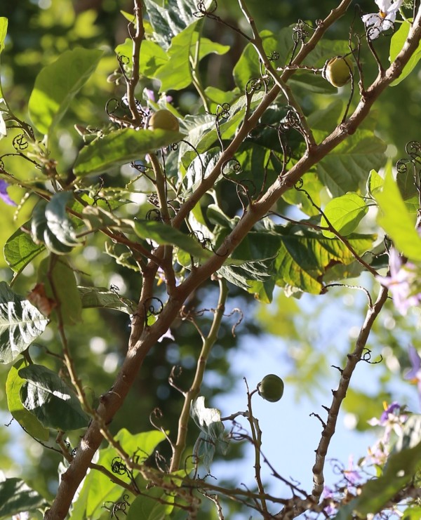 Solanum wrightii photo 2