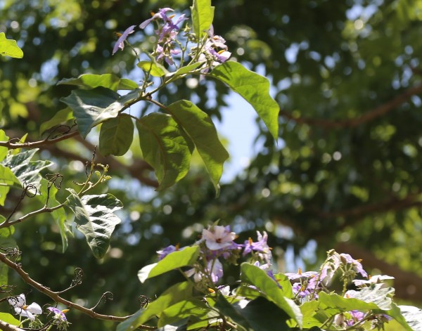 Solanum wrightii photo 5
