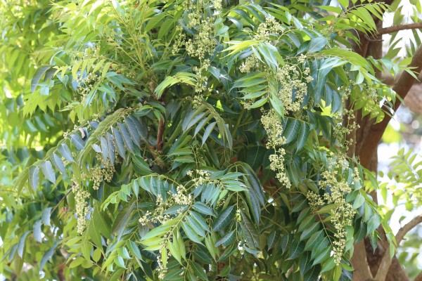 Toona ciliata - Bark