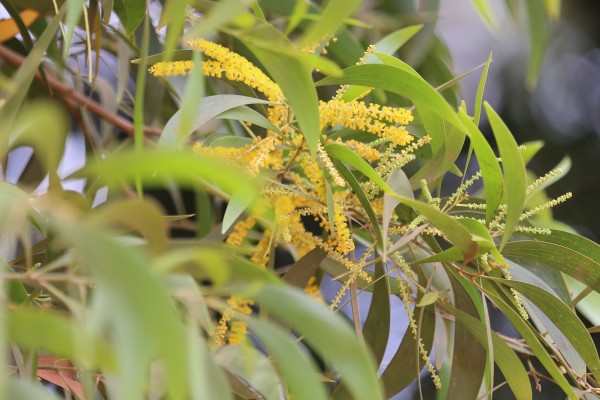 Acacia auriculiformis - Bark