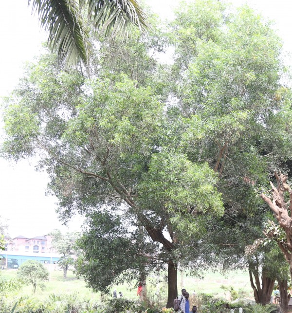 Acacia auriculiformis - whole tree
